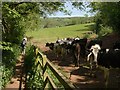 Bullocks near Wookey Hole