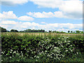 Cow Parsley and fields