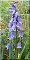 NO8988 : Hybrid Bluebell (Hyacinthus x massartiana) by Anne Burgess
