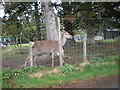 Pet Deer at Woodend Cottage