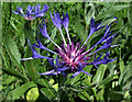 Cornflower blooms by Watling Street