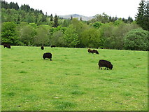 NN0909 : Black sheep at Inveraray Castle by David Hawgood