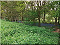 Bluebells, Barn Moor Wood