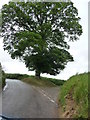 Mid Devon : Country Road Junction & Tree