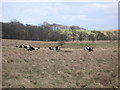 Belted Galloway cattle grazing near Mollen Wood