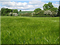 Hedgerow by a field of barley