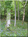 Bluebell woods