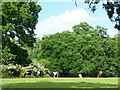 Ponies grazing at Minstead