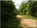 Track in Alice Holt Forest