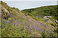 Bluebells at Penberth