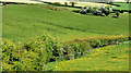 Spring fields near Loughbrickland