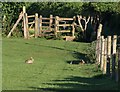 Rabbits by Cross Lane