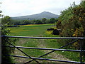 Carningli across buttercup field