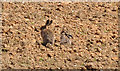 TL2066 : Hares on ploughed field - Stirtloe by Mick Lobb