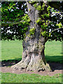 SJ7823 : Oak tree near Norbury, Staffordshire by Roger  D Kidd