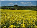 Oilseed rape