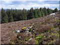 NY6482 : Moorland on the edge of Kielder Forest by Andrew Smith