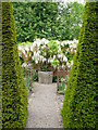 White wisteria at Wollerton Old Hall