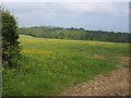 Field near Blue Violet