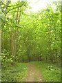 Permissive Path in Park Wood