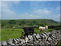 Cattle and a view of Bolt Edge