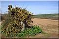 Gorse and Gatepost