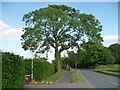 Roadside tree