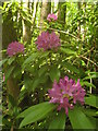 Rhododendron ponticum