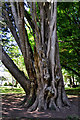 Multi-trunked tree in Mutley Park - Plymouth