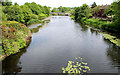 The River Lagan, Lisburn (4)