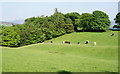 Cows on the hillside