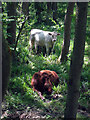 Cows in the Wood