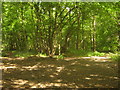 Track junction on the Saxon Shore Way in Priory Wood