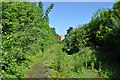 Trackbed north to Great Ryburgh