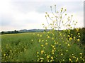 SP2343 : Last of the oilseed rape flowers by David P Howard