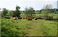 Cows lazing beside the footbridge