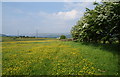 A path through the buttercups