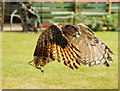 European Eagle Owl, Huxley