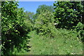 Overgrown Trackbed