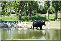 Grange Farm pond