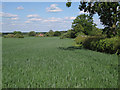 Sharmer House across a wheatfield 