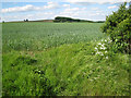 Corner of a field near Highthorn 