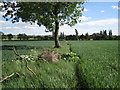 Footpath by the site of a hedge 