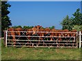 Curious cattle