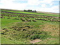 Old mine shaft east of Wolf Cleugh Farm (2)