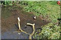 Mallard with Ducklings