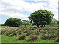 Beeches, near Braehead