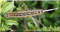 SH3293 : Lackey Moth Caterpillar by Anne Burgess