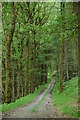 Woodland track above Llawr-y-glyn