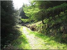 NR7118 : Beinn Ghuilean forest walk by David Hawgood